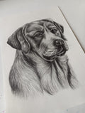 Retrato a lápiz perro
