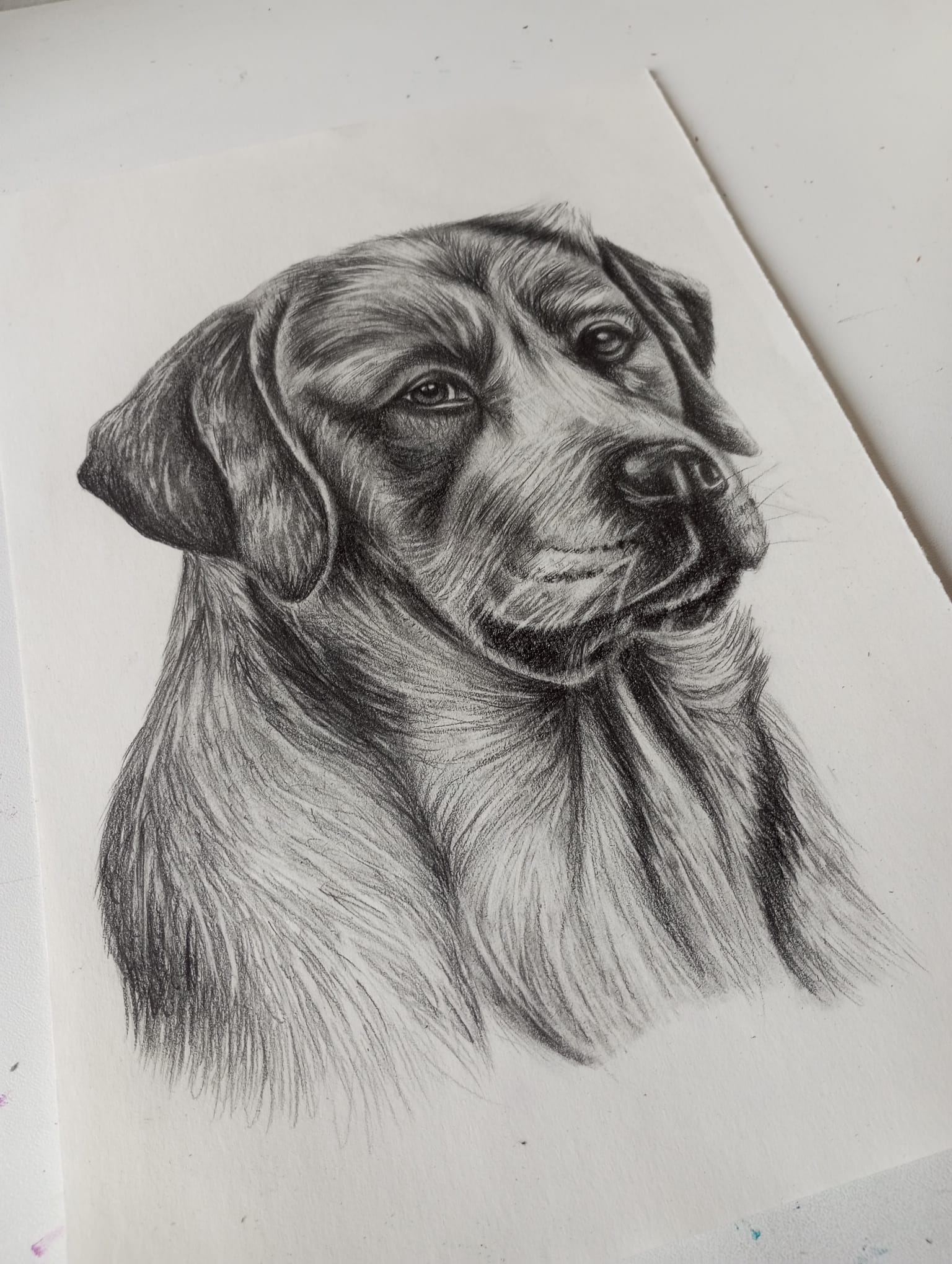 Retrato a lápiz perro