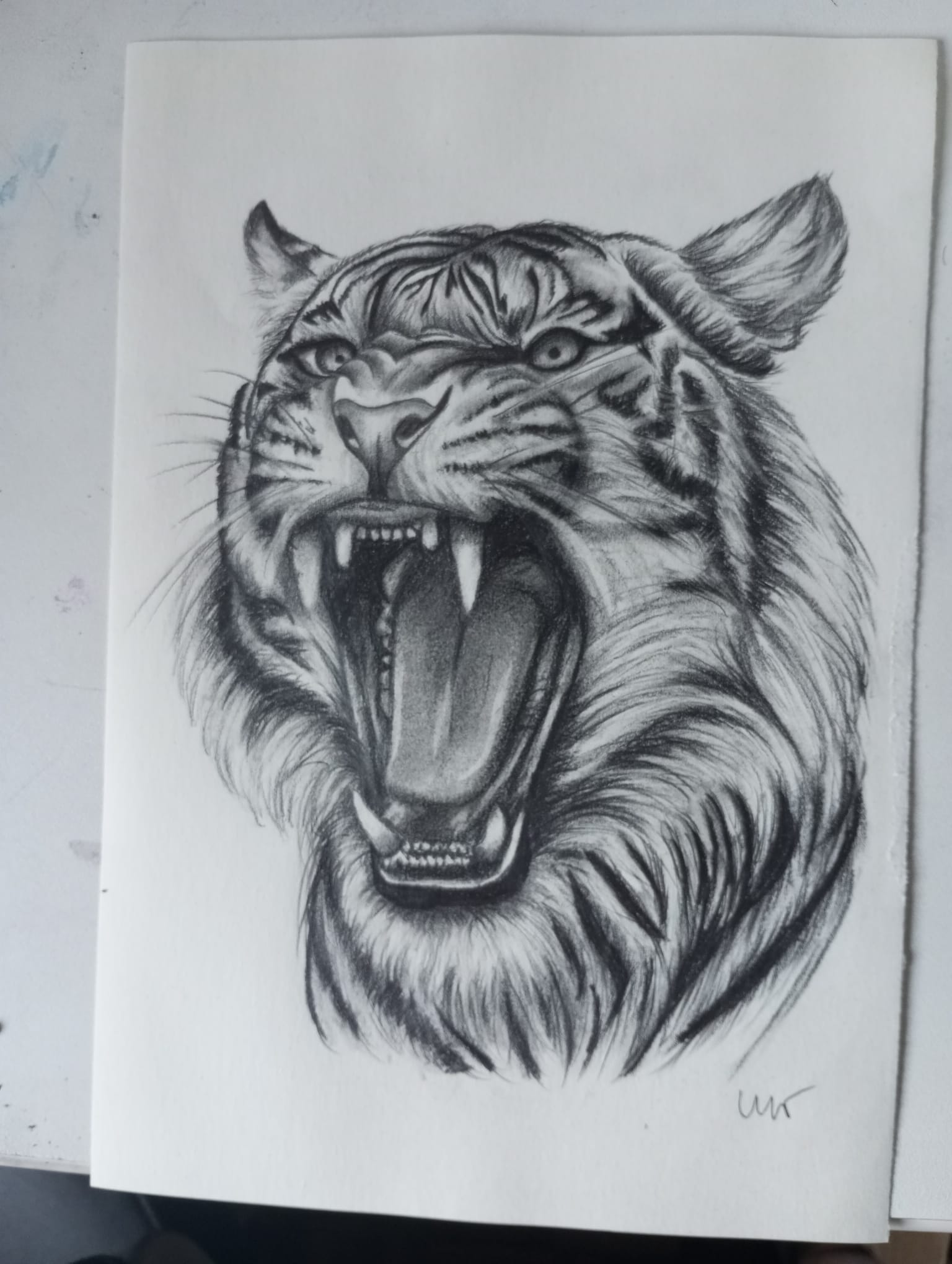 Retrato a lápz tigre