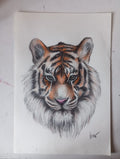 Ilustración a color 5